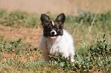 EPAGNEUL PAPILLON 139